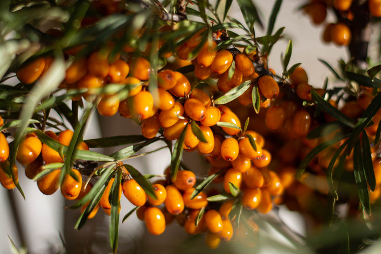Sea Buckthorn Berry Oil
