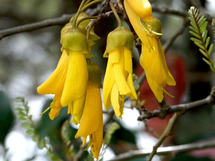 Kowhai