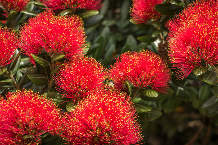 Pohutukawa